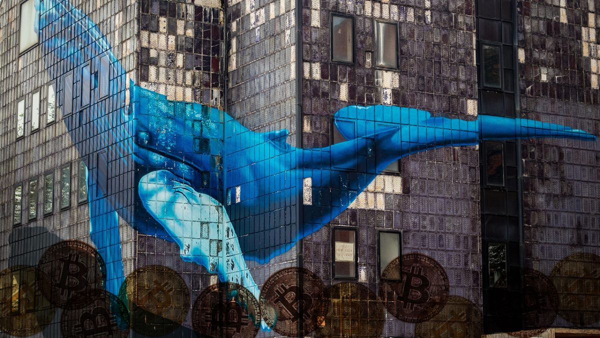50000-btc-accumulated-by-whales-what-does-it-indicate-for-bitcoin